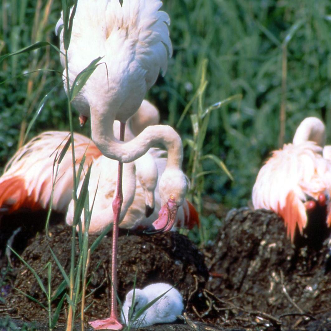 Flamingos in the German-Dutch border region with the northernmost flamingo colony in Europe.